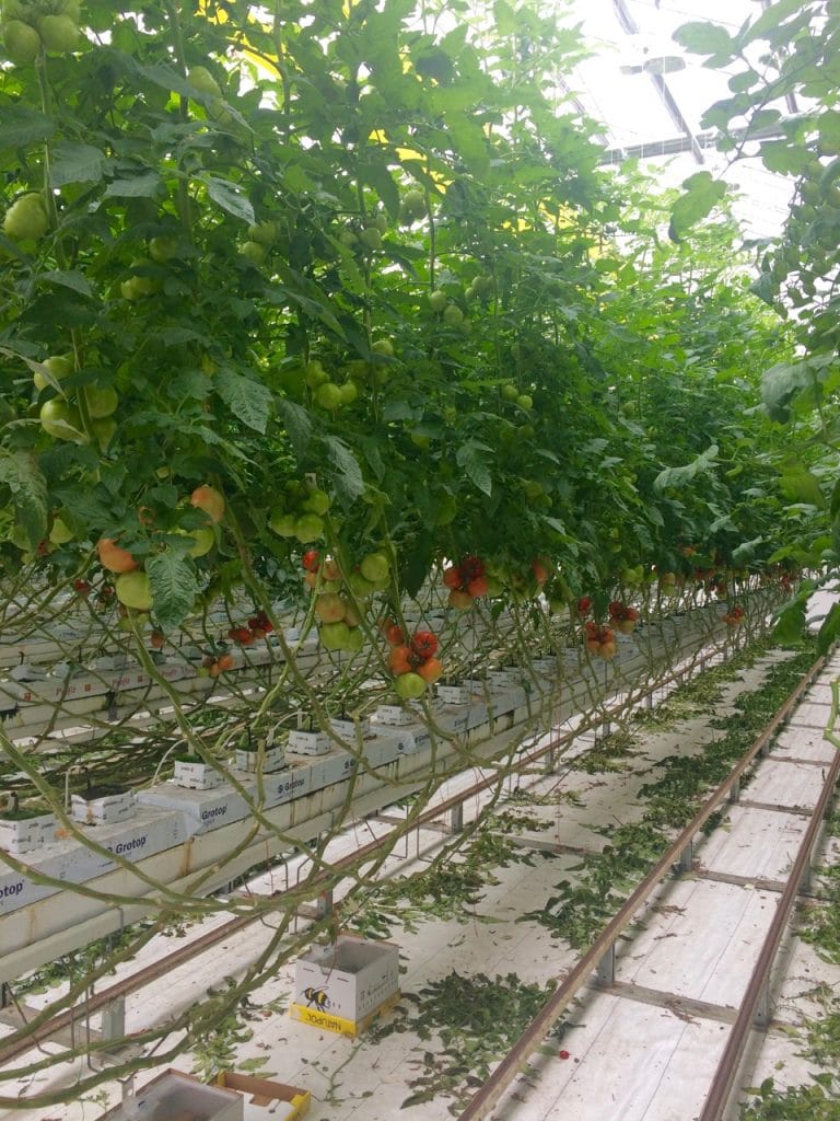 Tomatoworld