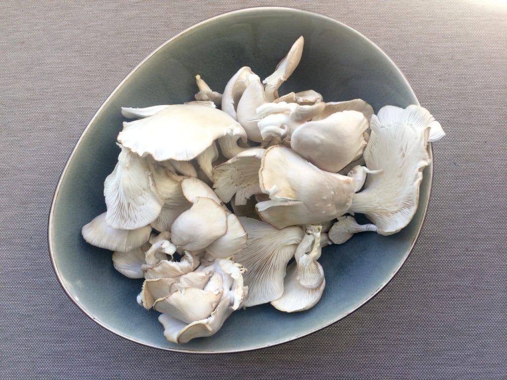 Oogst fungi-box