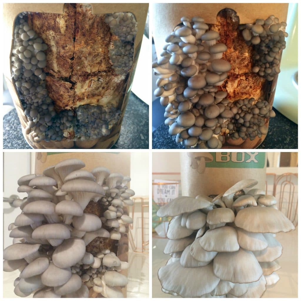 Fungi-box - de oogst