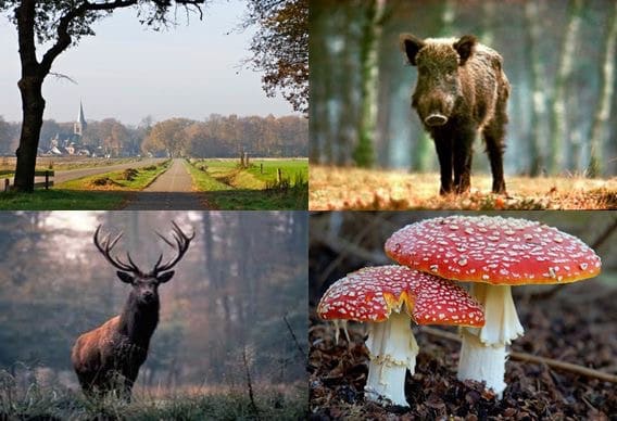 Wild eten in de Achterhoek