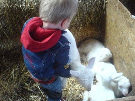 Bodhi met geitjes