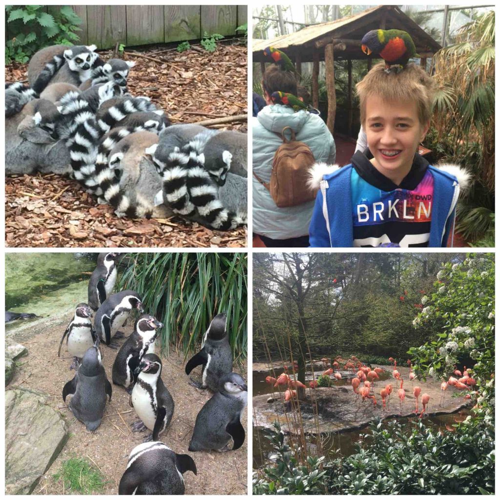 Avifauna
