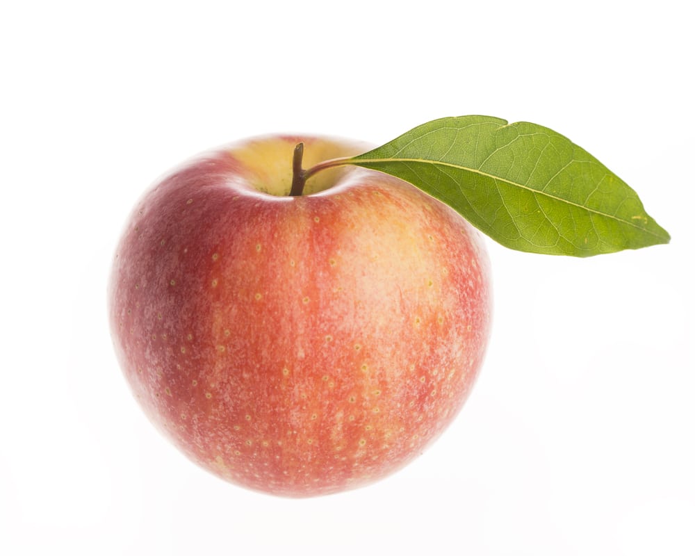 elstar appel voor appelmoes