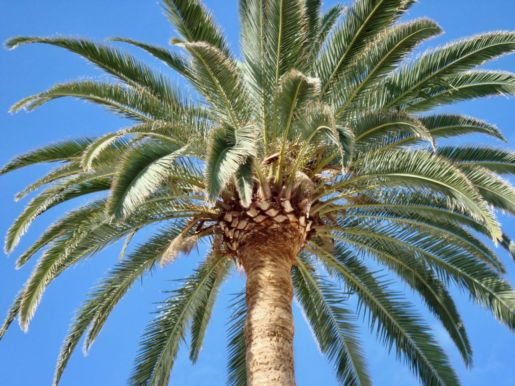 must see op la Palma: San Andres
