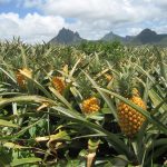 hoe groeit ons eten - ananas