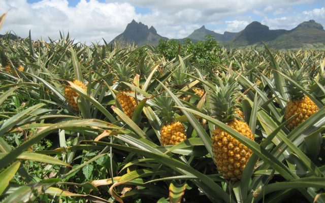 hoe groeit ons eten - ananas