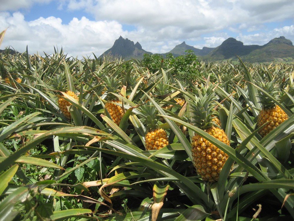 hoe groeit ons eten - ananas