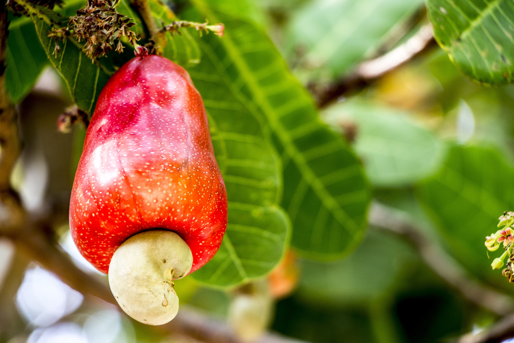 hoe groeit ons eten - cashew
