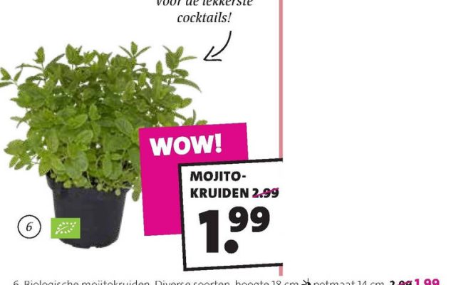 nutteloze pakjes en zakjes - mojitokruiden