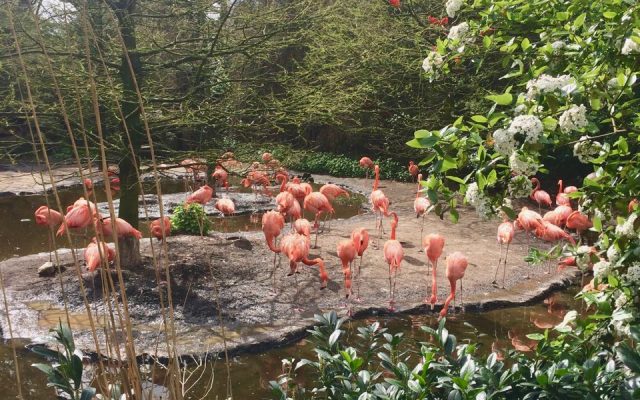 Vogelpark Avifauna