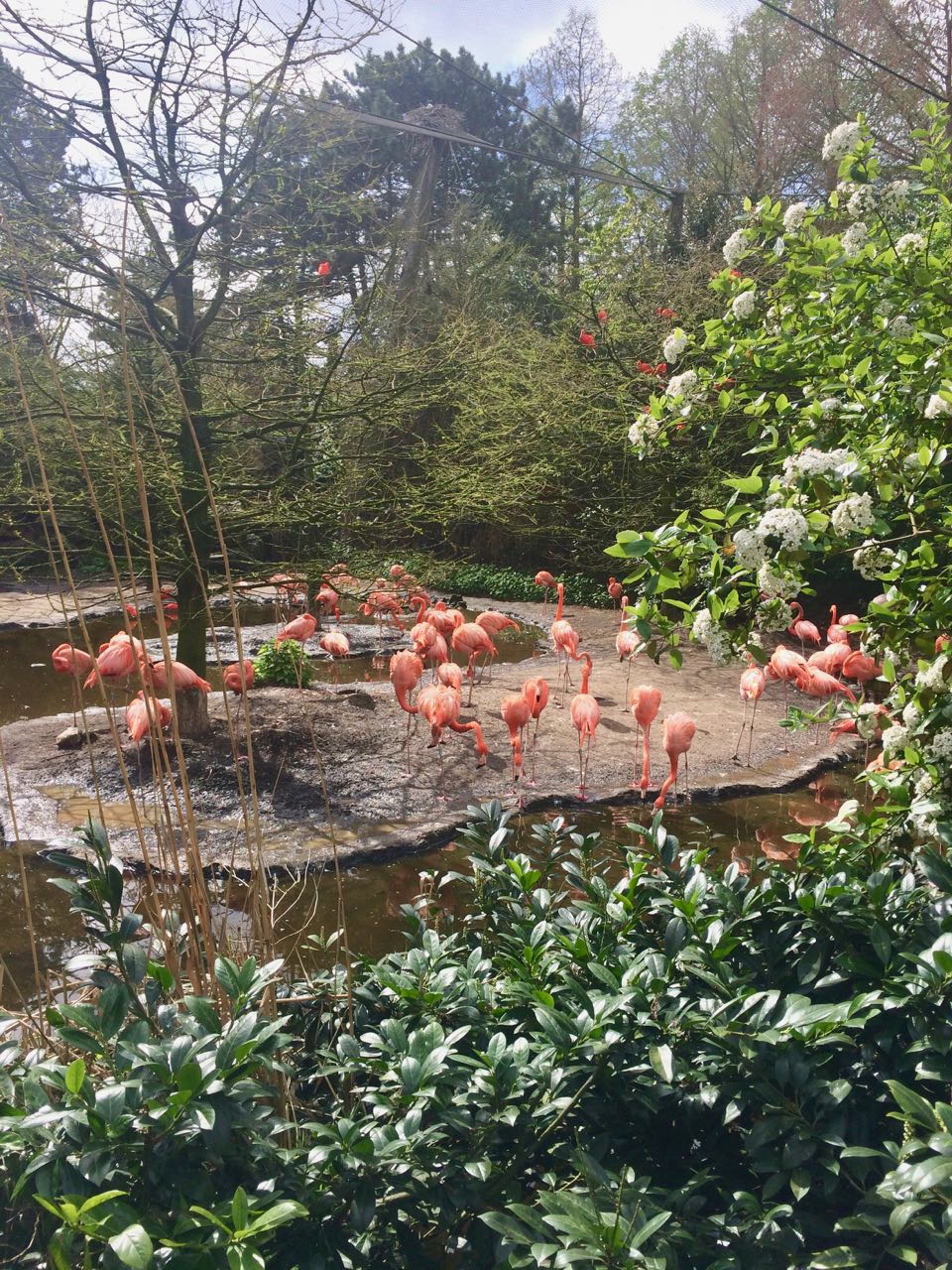 Vogelpark Avifauna