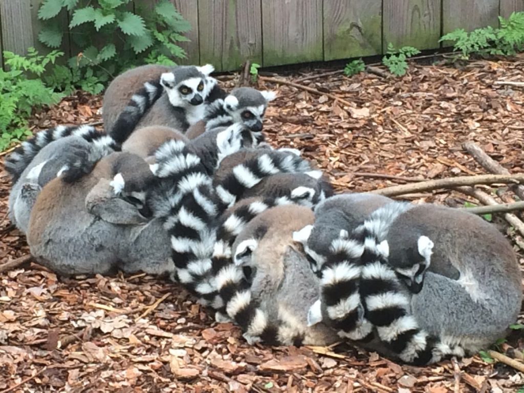 Vogelpark Avifauna