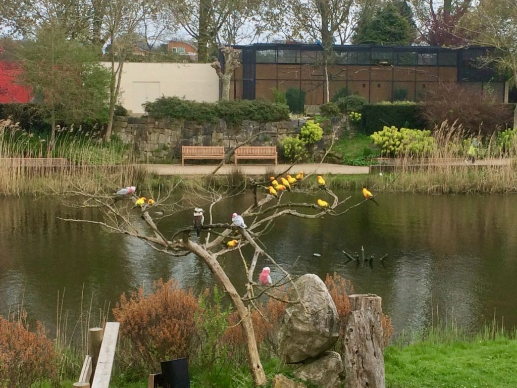 Vogelpark Avifauna