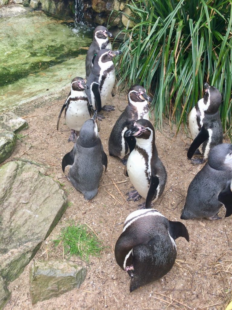 Vogelpark Avifauna