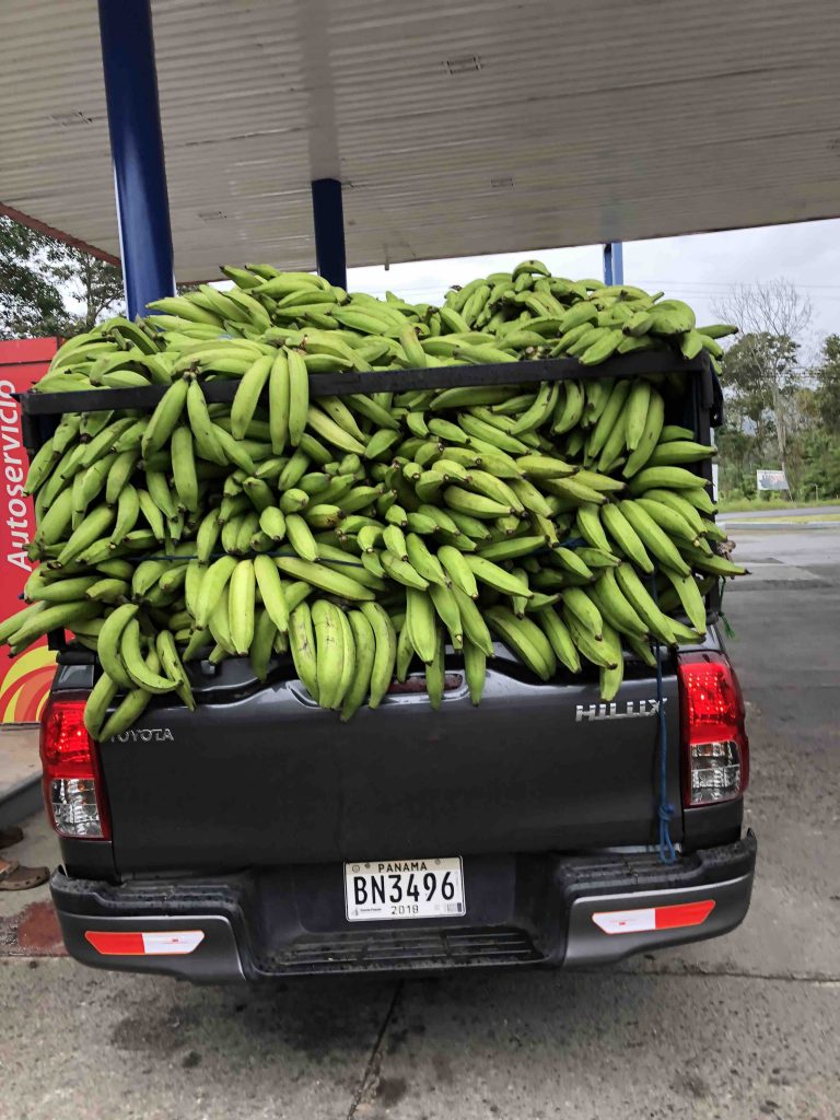 Reis door Panama - bananen