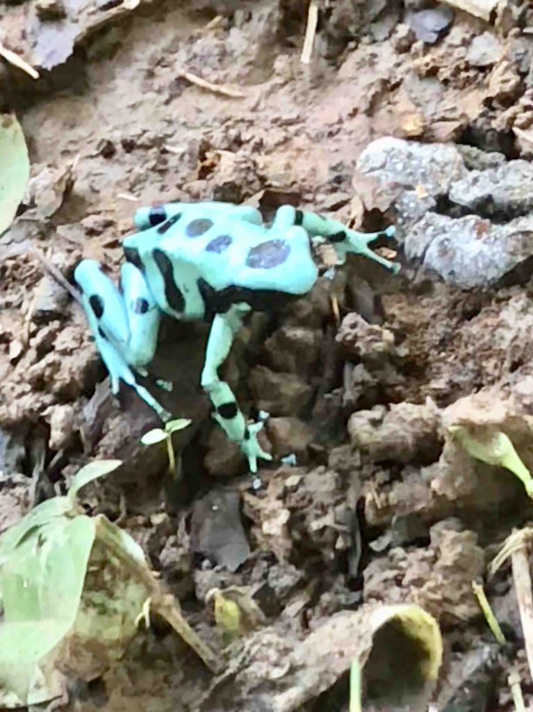 groene kikker