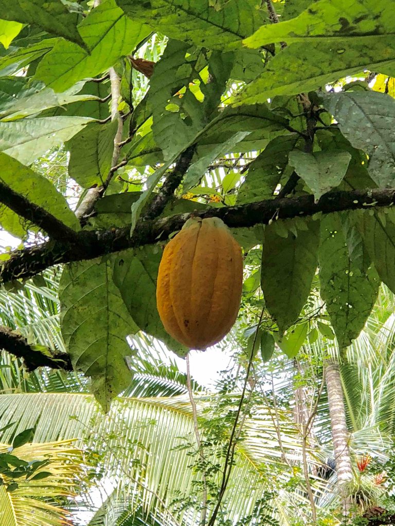 Reis door Panama - rijpe cacaovrucht