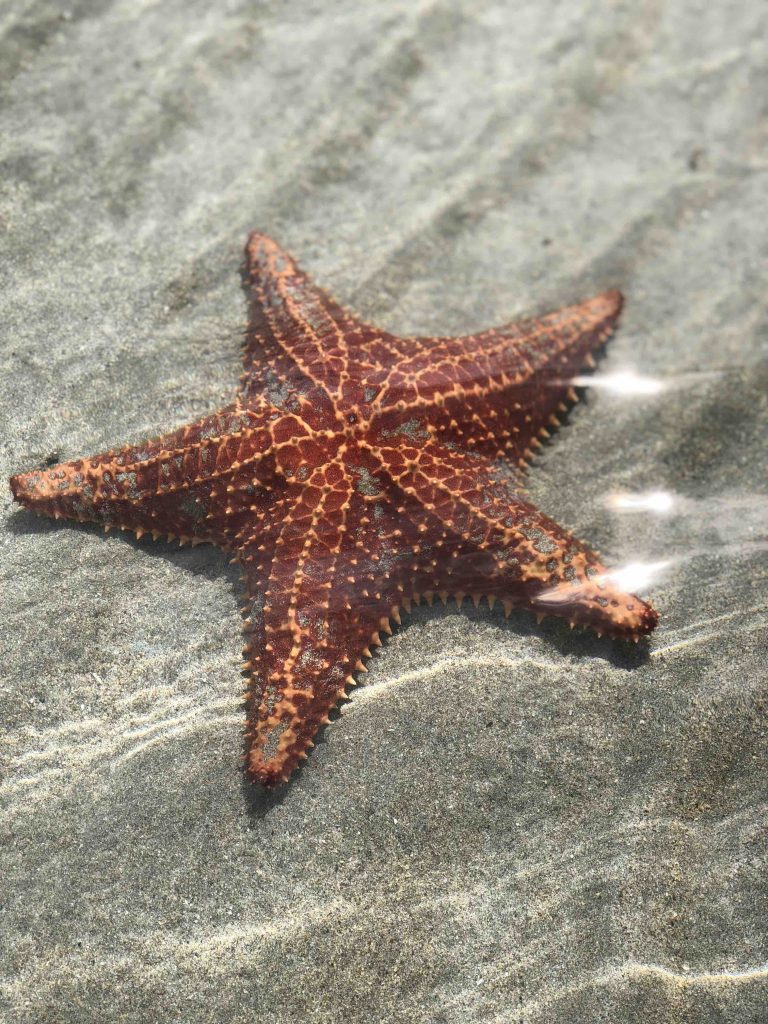 Reis door Panama - starfishbeach