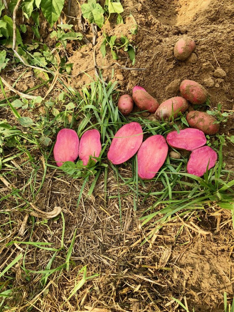 geschiedenis van de aardappel