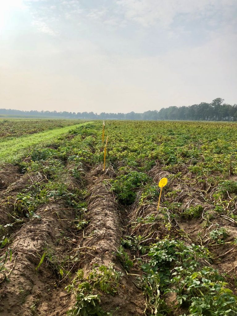 geschiedenis van de aardappel