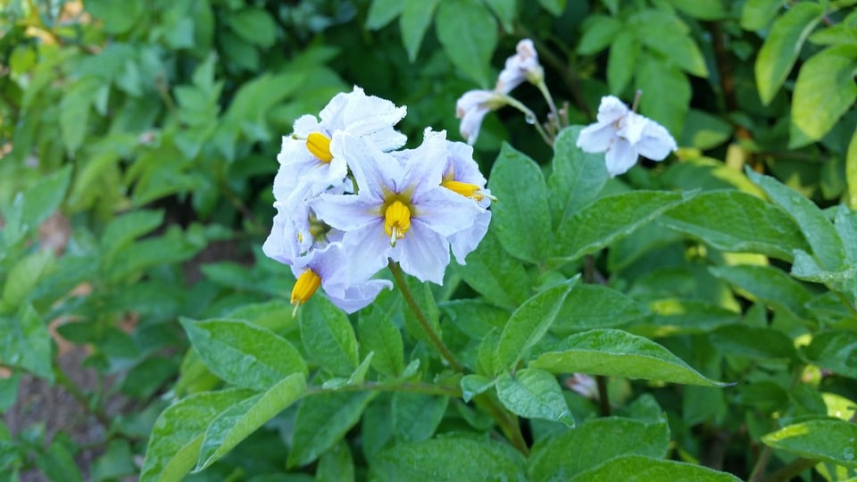 Bloem van de aardappelplant