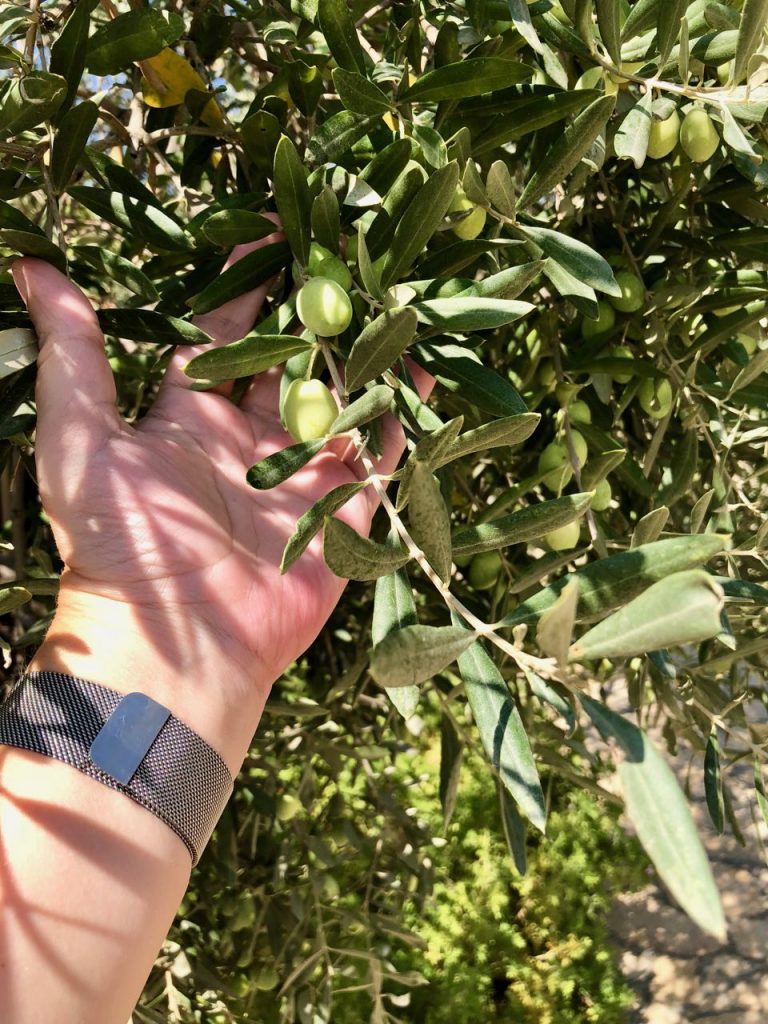 Taste of Cyprus - Olijven