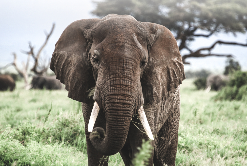 Prematuur Charlotte Bronte Antecedent Red de Afrikaanse olifant met Amarula - My happy kitchen & lifestyle