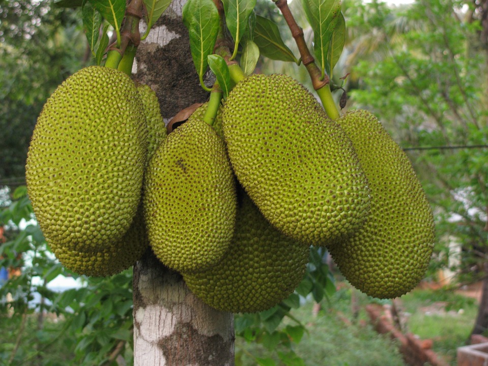 foodtrends 2019 - jackfruit