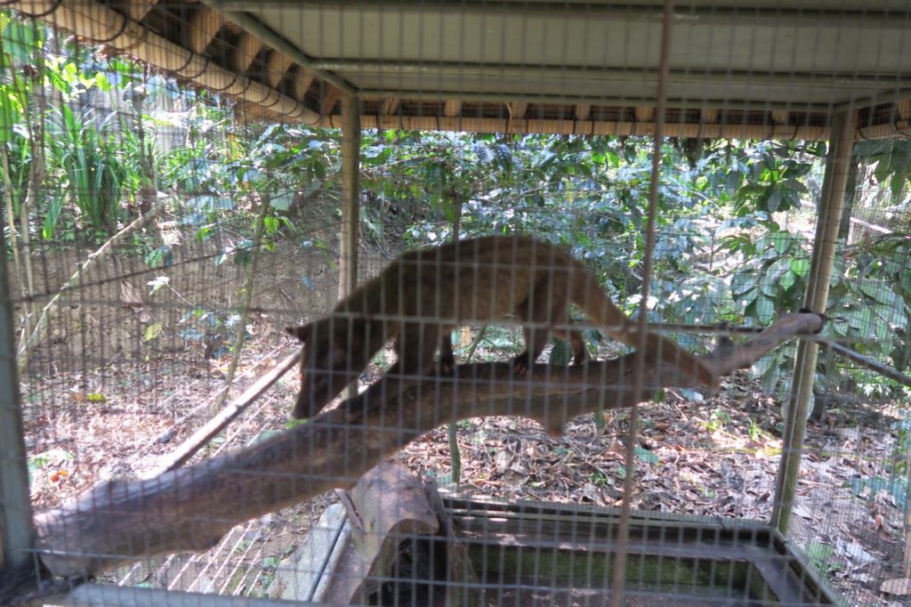 kopi luwak