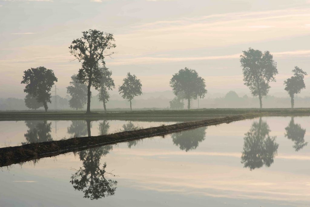 rijstvelden Pavia