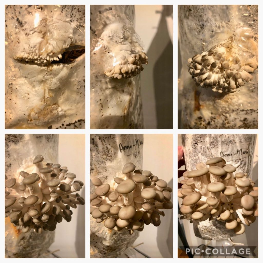 zelf oesterzwammen kweken