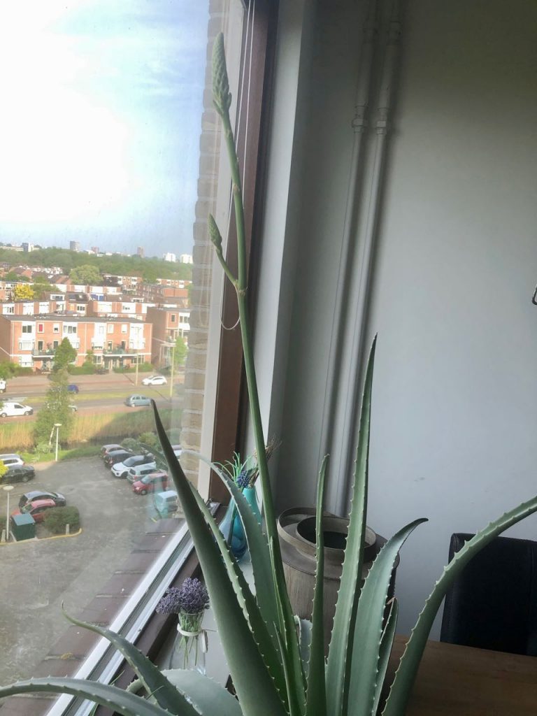 Aloe Vera plant in bloei
