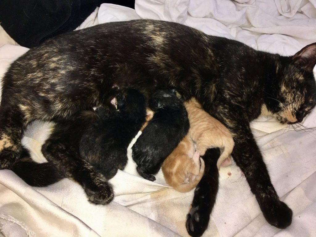 uit de moestuin: kittens