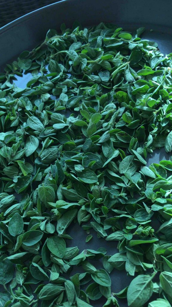 Uit de moestuin - oregano