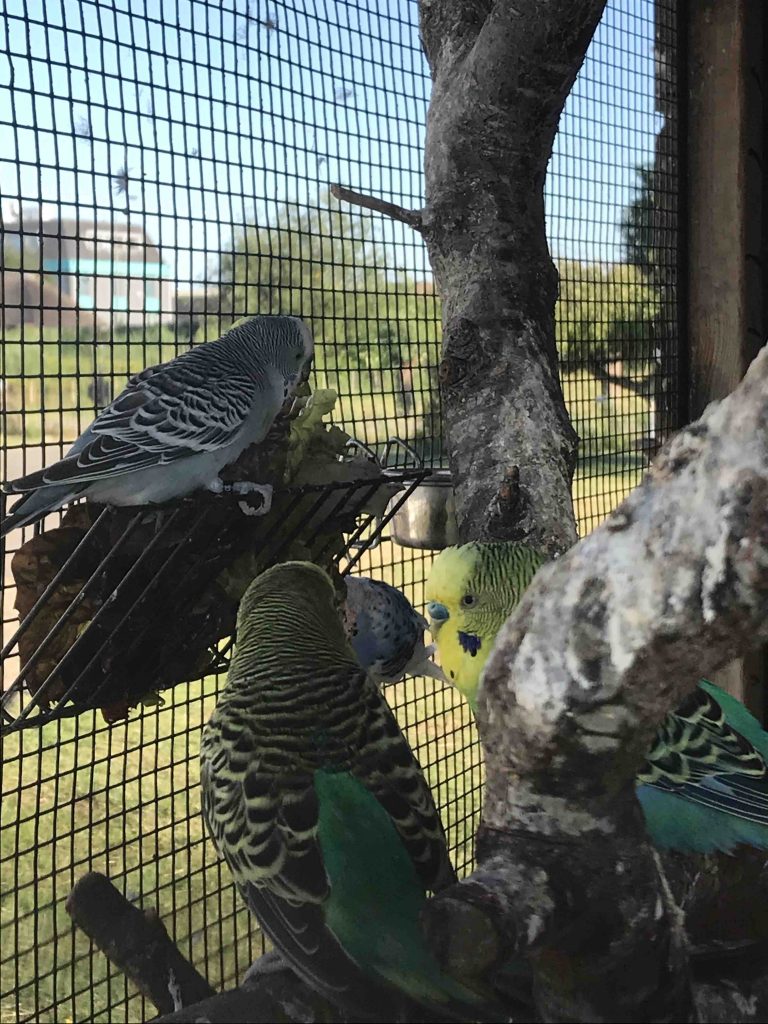 Uit de moestuin: grasparkieten