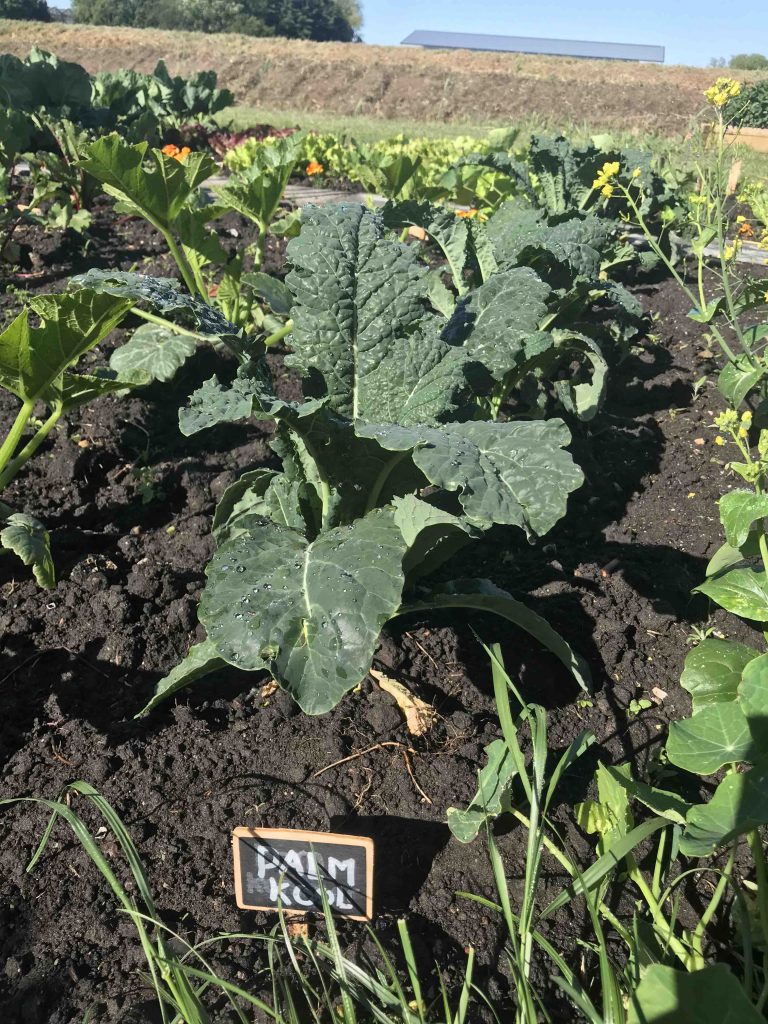 Uit de moestuin: palmkool