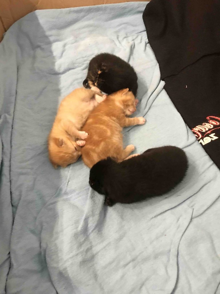 uit de moestuin- kittens