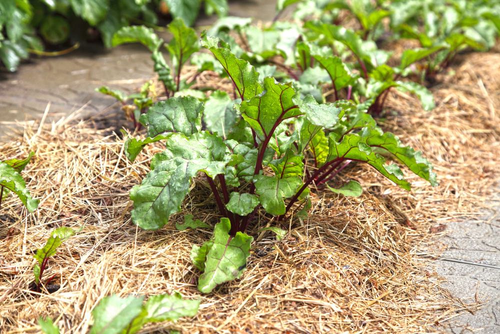 uit de moestuin-mulchen