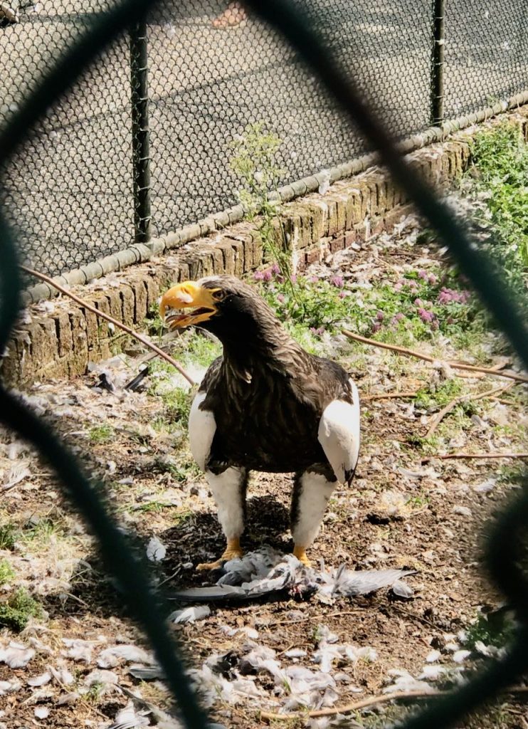 Avifauna