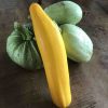 Uit de moestuin - courgettes