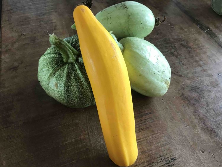 Uit de moestuin - courgettes