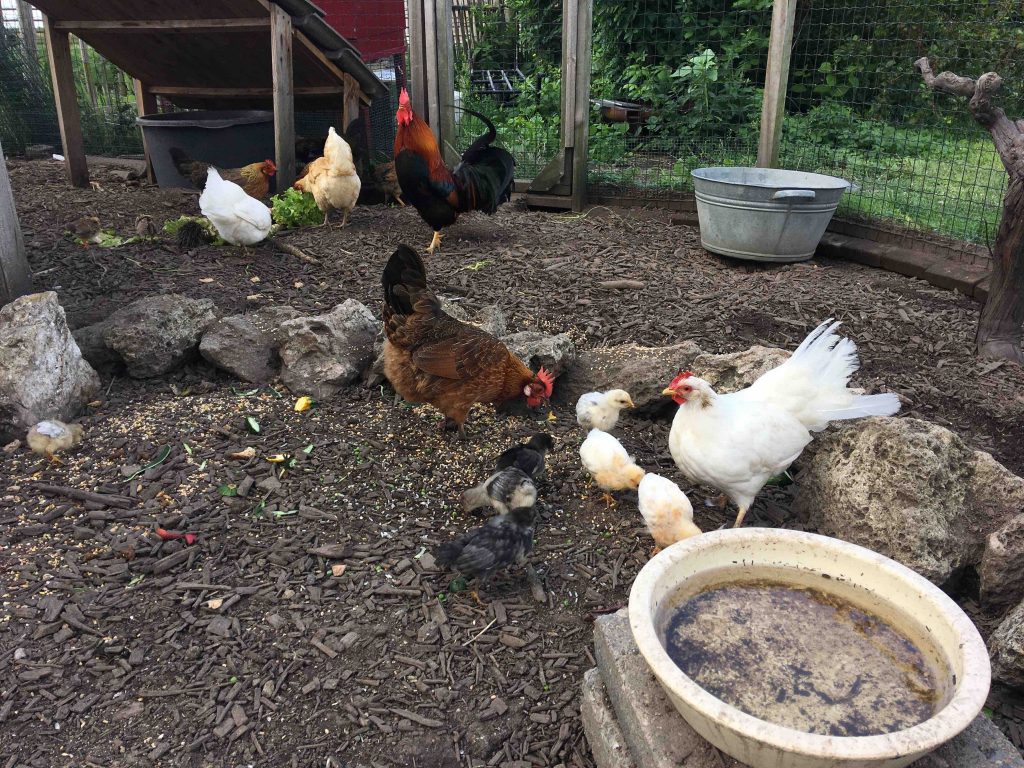 kuikens