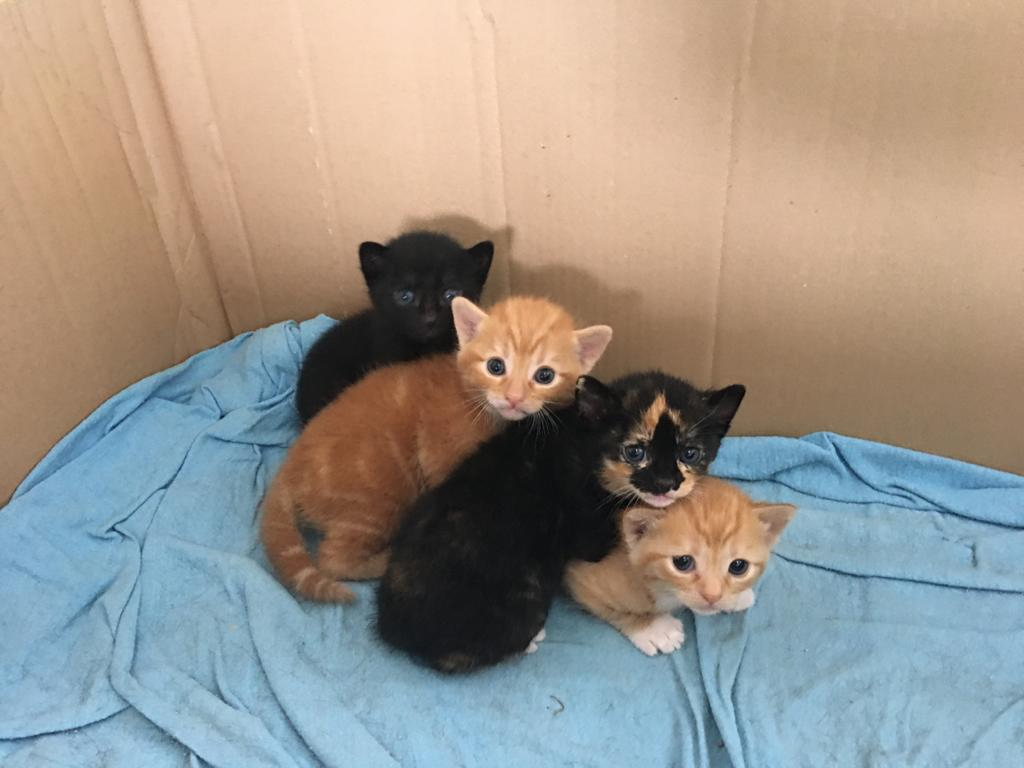 uit de moestuin - kittens