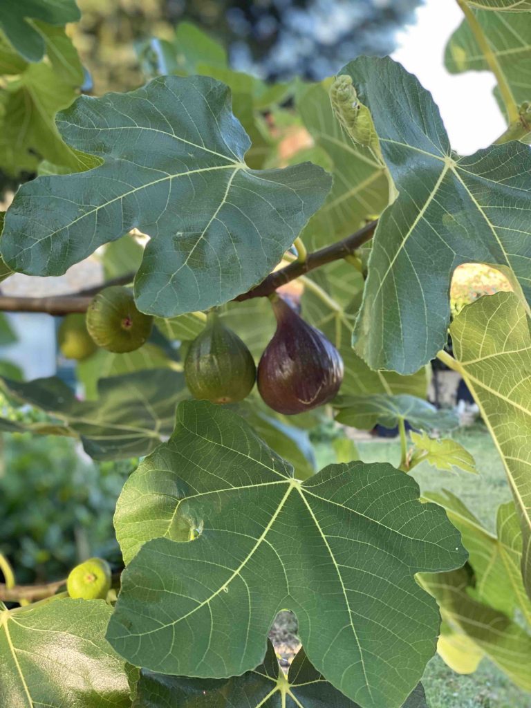 Vijgenboom
