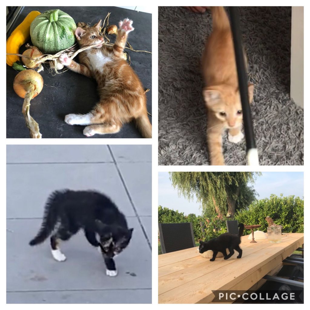 kittens