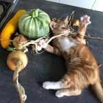 uit de moestuin: kittens