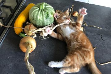 uit de moestuin: kittens