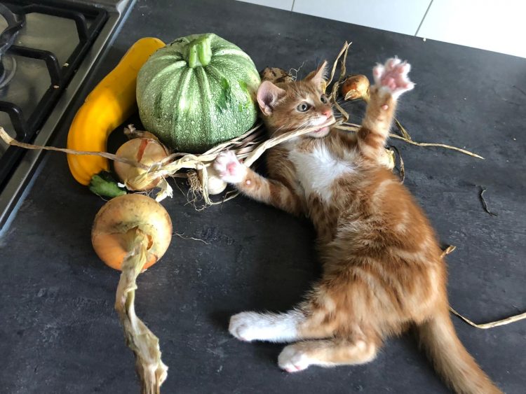 uit de moestuin: kittens