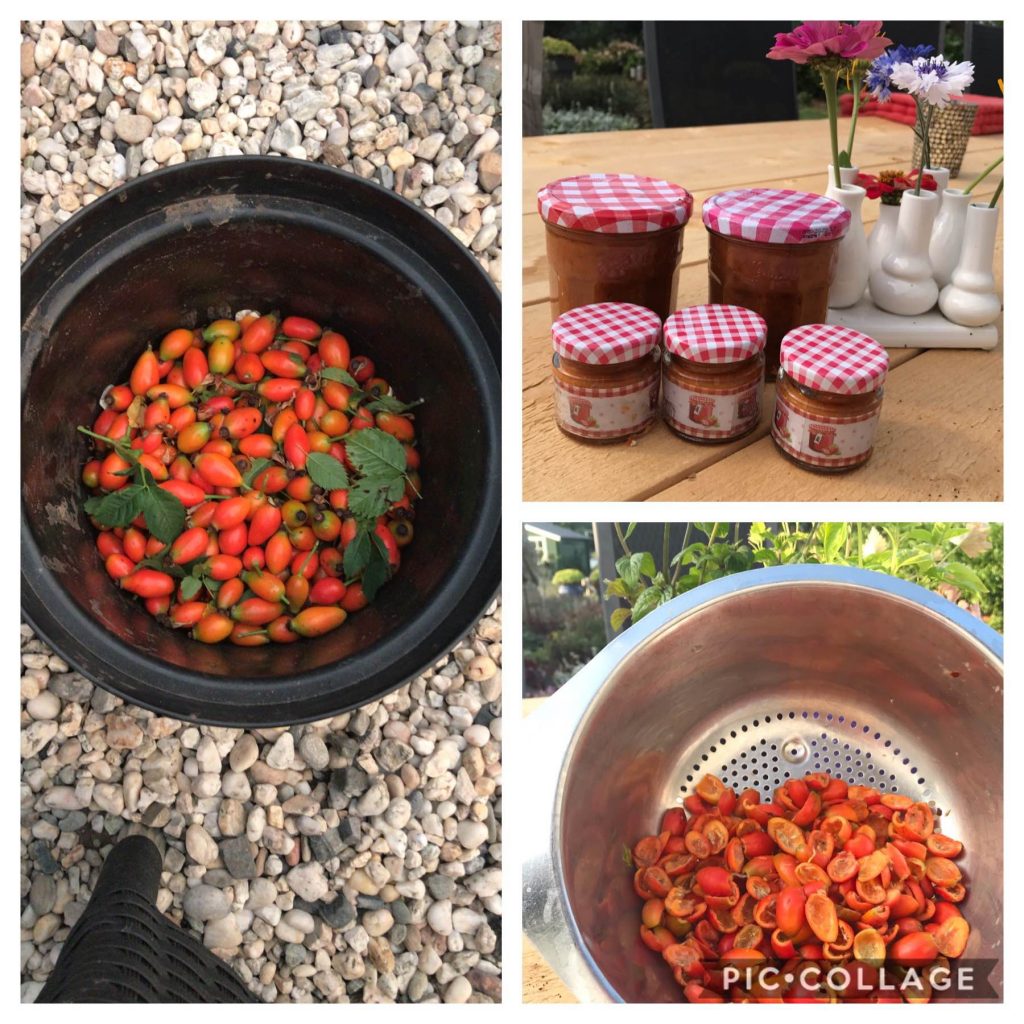 uit de moestuin: rozenbottels