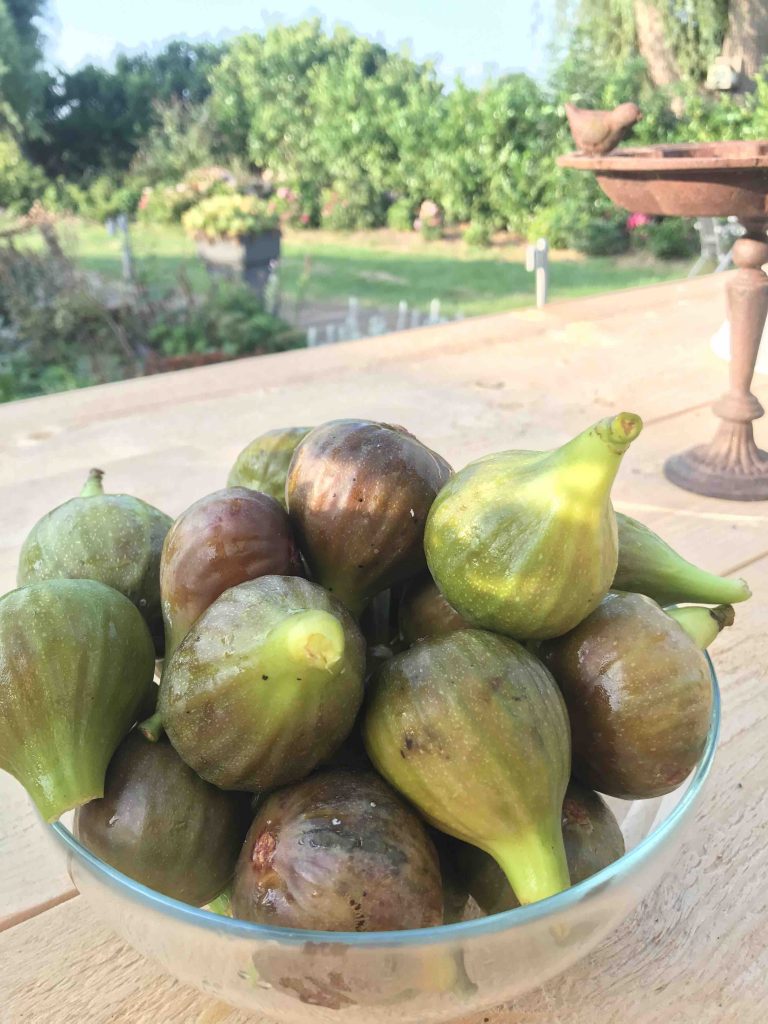 uit de moestuin: vijgen